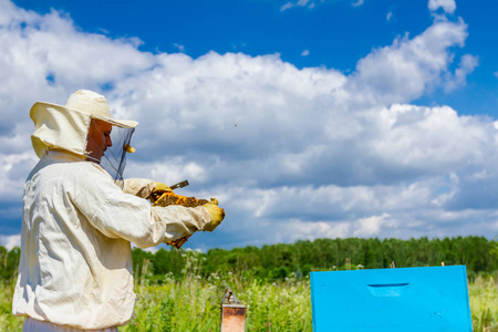 养蜂, 养蜂蜜蜂手持蜂窝