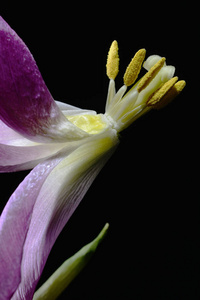 凋谢的郁金香花在黑暗中