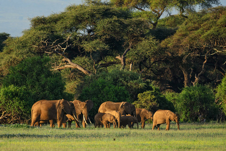 非洲丛林大象洛索顿非洲野生动物在安博塞利国家公园肯尼亚非洲