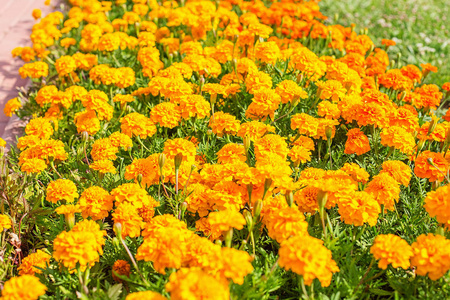 一张鲜艳芬芳美丽橙色茂盛的花坛