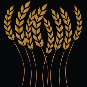 田间小麦的绘图图片