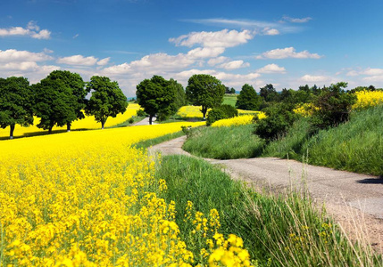 领域的油菜 芥花籽油或菜籽油与农村公路