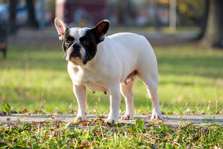 可爱的法国斗斗牛犬户外草