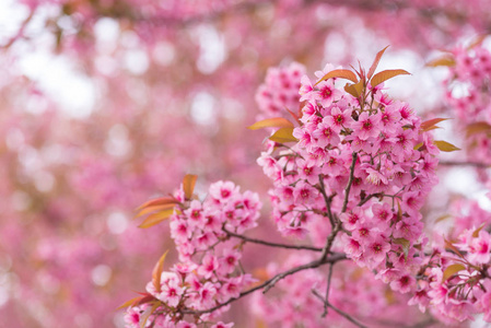 美丽的粉红色的花, 野生喜马拉雅樱桃花 杏 ceras