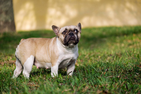 秋天可爱的法国斗牛犬户外草