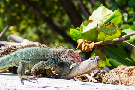 哥斯达黎加野生绿色鬣蜥