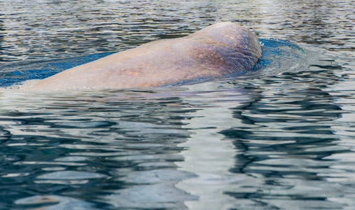 太平洋海象在水下游来游去