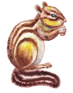水彩画插图有趣的蓬松可爱条纹花栗鼠与小耳朵坐和吃橡子，用它的前爪抓住它