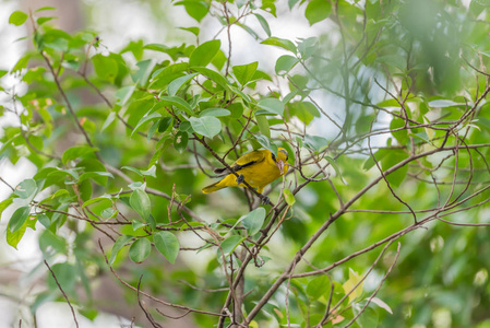 鸟 黑枕黄鹂 在自然狂放