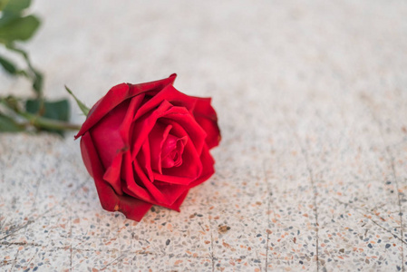 情人节石地板上的红玫瑰花