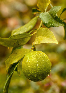 一个柠檬挂在雨中的树枝上