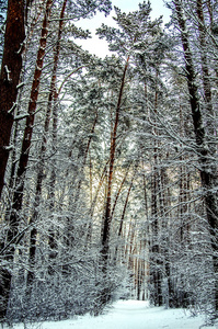 冬天森林里雪覆盖了杉树。