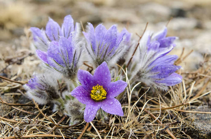 花也叫urgulka它生长野生和其开花是春天的第一迹象之一俄罗斯