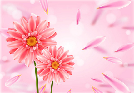 亮粉色背景的非洲菊花