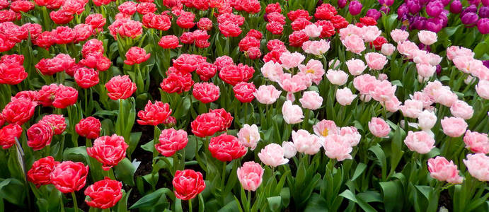 花卉景观与红色的郁金香花坛图片