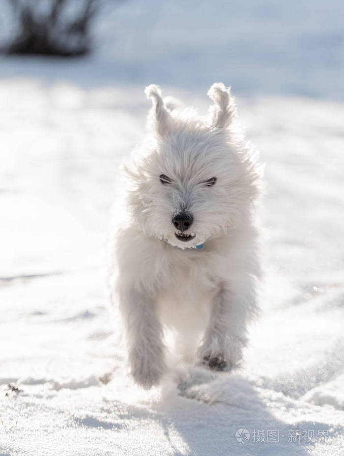 可爱的西高地白猎犬在雪地里玩耍