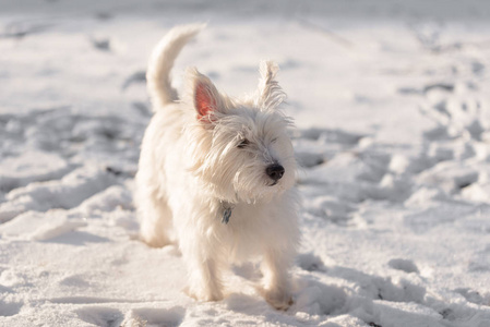 可爱的西高地白猎犬在雪地里玩耍