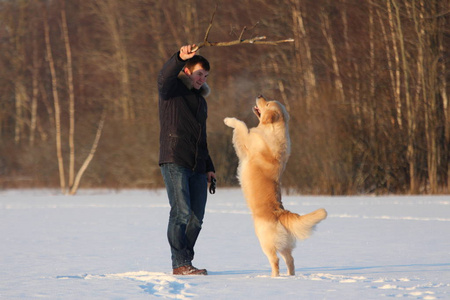 一个年轻人训练他的狗黄金猎犬.照片