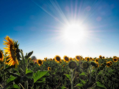 向日葵在阳光明媚的午后向日葵中的向日葵相似素材图片-摄图新视界
