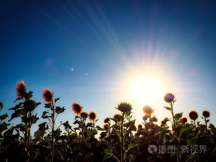 向日葵在阳光明媚的午后向日葵中的向日葵