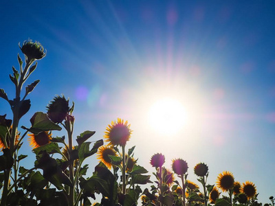 已识别到 1000个 向日葵在阳光明媚的午后向日葵中的向日葵 相似素材