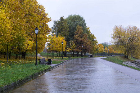 秋天雨天早晨穿过公园的路. 背景性质.照片