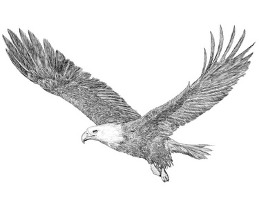 秃鹰飞手画素描黑线在白色背景插图。