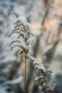 在室外寒冷的冬日，干燥的植物被雪覆盖。