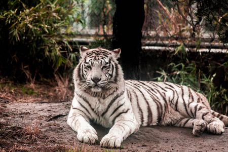 白虎。白虎躺在动物园的鸟舍里。东北虎, 东北虎