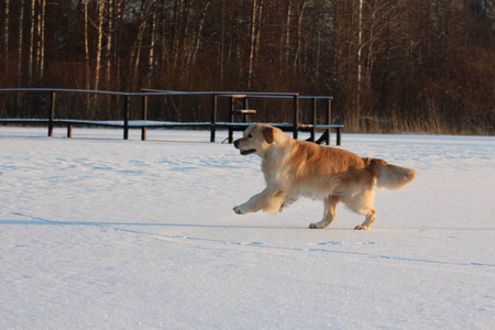 金毛猎犬在跑。 冬天。