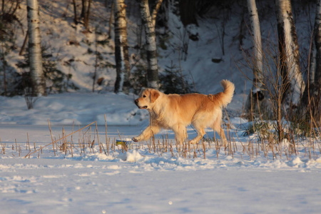 金毛猎犬站着。 冬天。