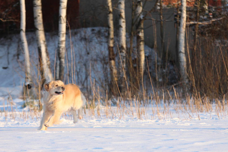 金毛猎犬在走路。 冬天。