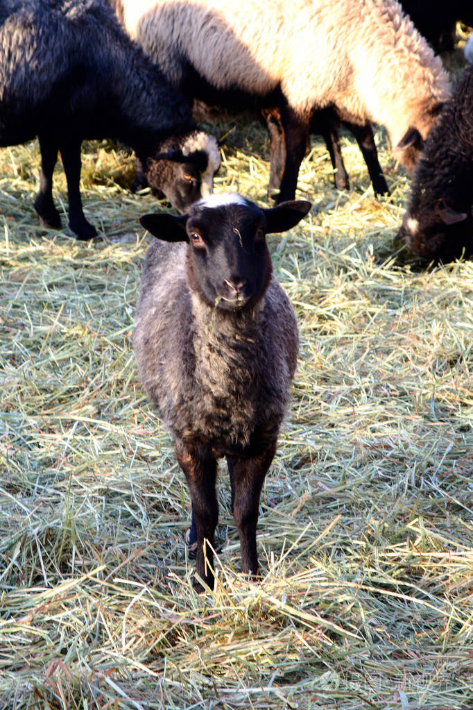 在牧场上的羊在冬天散步