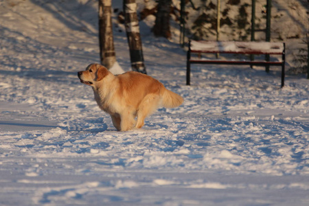 金毛猎犬在走路。 冬天。