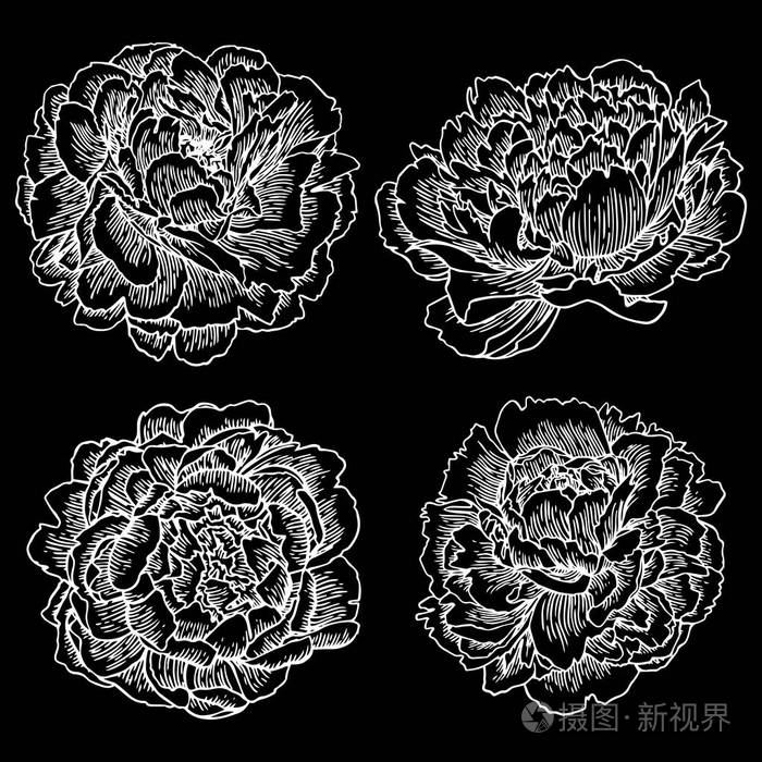 手绘牡丹轮廓黑色背景矢量白花轮廓