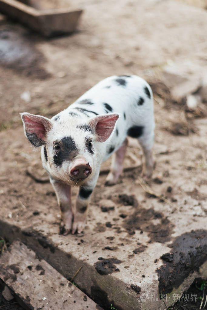 可爱的斑点小猪