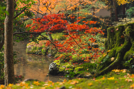 京都秋高气爽的季节红枫叶园，树上青苔