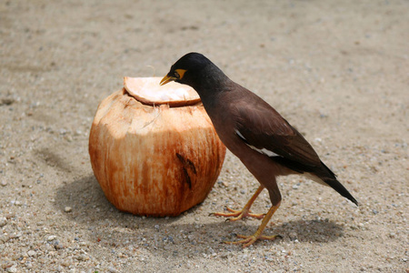 地鸟在花园里吃椰子