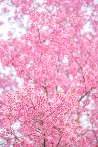 美丽的粉红色的花野生喜马拉雅樱桃花