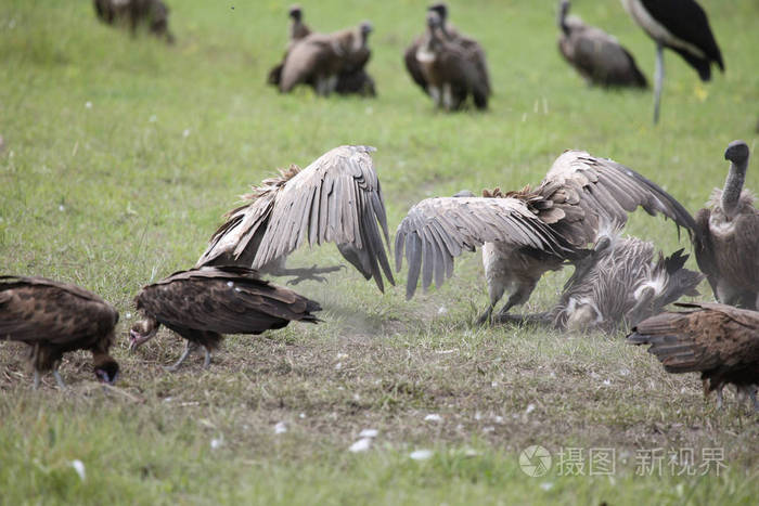 野生狮鹫非洲热带草原肯尼亚危险鸟
