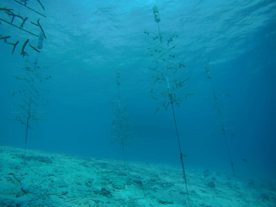 加勒比海波纳尔岛水下潜水