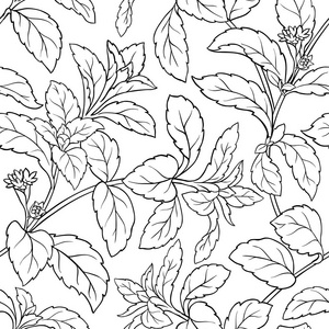 无卡路里甜菊无缝花纹照片