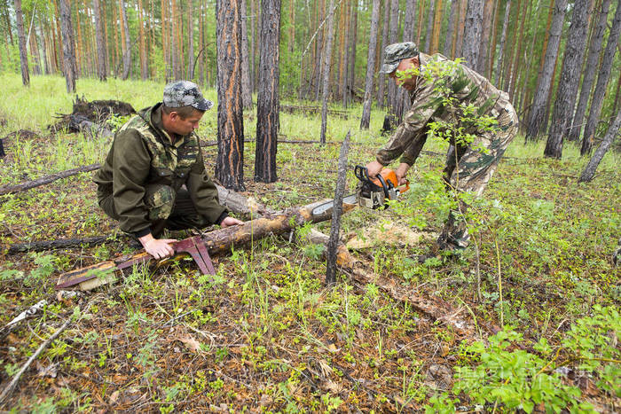 林业检查员和一群林工一起标出了森林卫生砍伐的地块用电锯制作