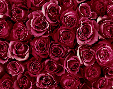 花卉背景。玫瑰背景。美丽温柔的玫瑰