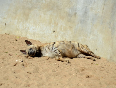 莫斯科动物园围栏中的条纹鬣狗