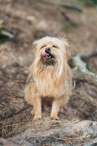 约克郡猎犬从斯皮茨在公园