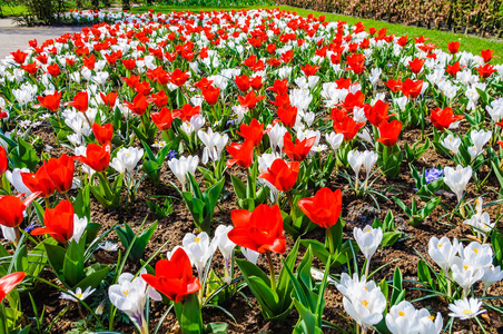 荷兰库肯霍夫花园的红白郁金香