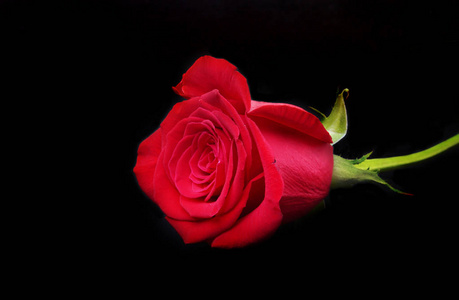 装饰为情人节与豪华红玫瑰在黑色背景