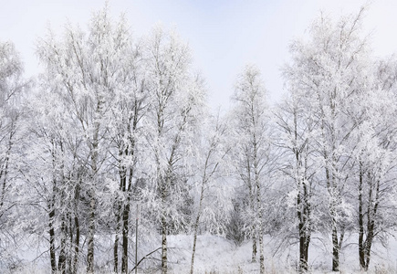 冬季景观森林霜