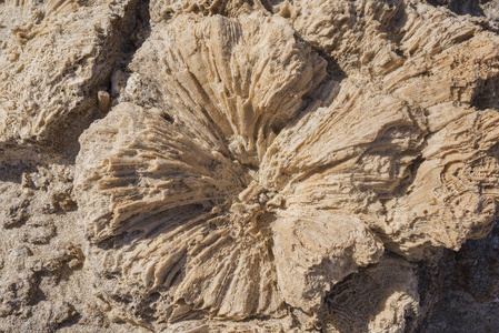 珊瑚化石纹理背景图片